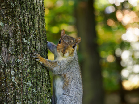 The Monza park, Brianza, Lombardy, Italy, at October: a squirrelの写真素材
