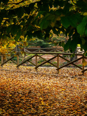 Autumn at Parco Sempione, public park in Milan, Lombardy, Italyの写真素材