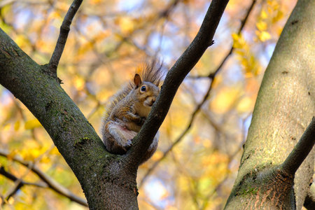Autumn at Parco Sempione, public park in Milan, Lombardy, Italy: a squirrelの写真素材