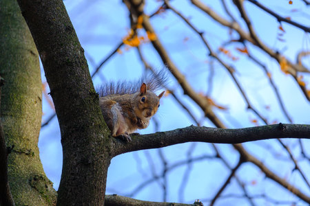 Autumn at Parco Sempione, public park in Milan, Lombardy, Italy: a squirrel