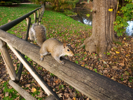 Autumn at Parco Sempione, public park in Milan, Lombardy, Italy: a squirrelの写真素材