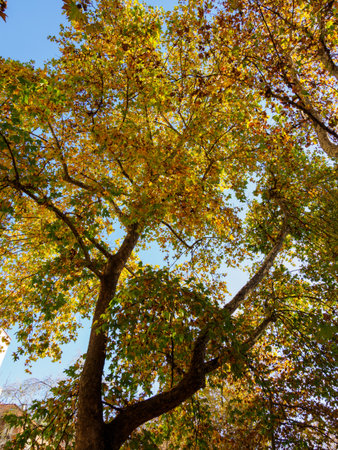 Bicycle and pedestrian lane along Corso Sempione in Milan, Lombardy, Italyの写真素材