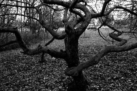 Black and white treeの写真素材