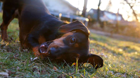 Playful dogの写真素材