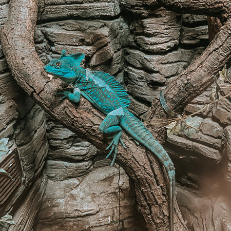 The green lizard is warming up under the lamp at the zoo