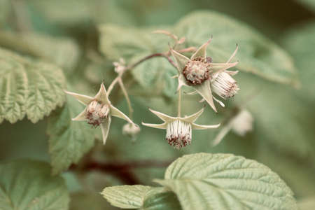 The throst of young raspberries on the bushの写真素材