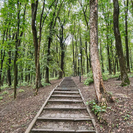 Pedestrian path in the old park