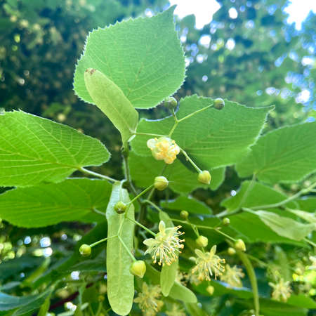 Linden flowers on a tree branchの写真素材