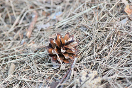 Pine cone on dry grass