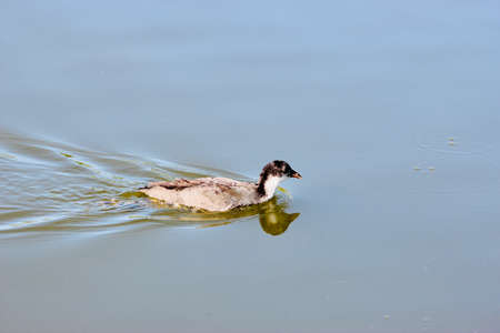 The duck swims in the lake