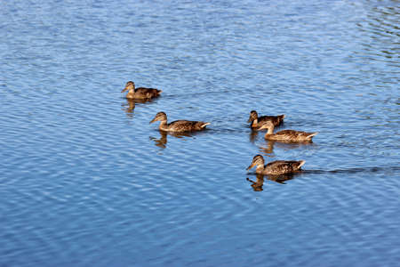 Five ducks sail on the lakeの写真素材