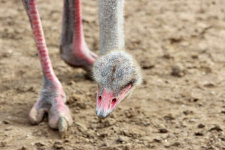 African ostrich - only legs and headの写真素材