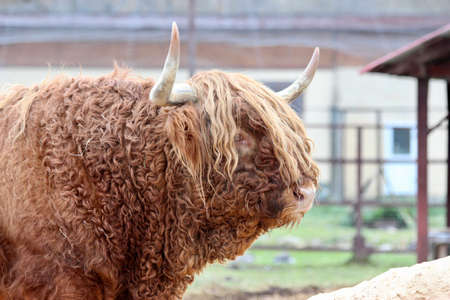 Highland cattle at the zooの写真素材