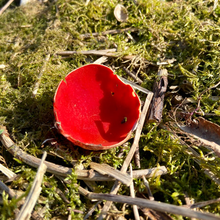 Red Champagne mushroom on the ground in the forest, close upの写真素材