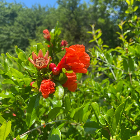 Red pomegranate flowers in the garden on a sunny dayの写真素材