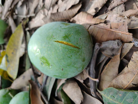 Skin cracked Ripen Mango