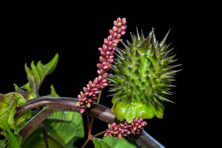 Defensive Spiky Green Plant With Pink Flowerの写真素材
