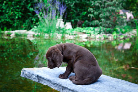 Young labrador retriever puppy outdoorの写真素材