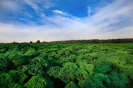 cabbage fieldの写真素材
