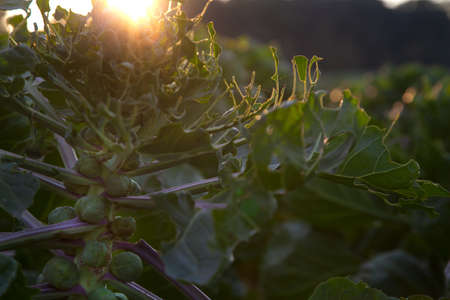 field with young Brussels sprout plantsの写真素材