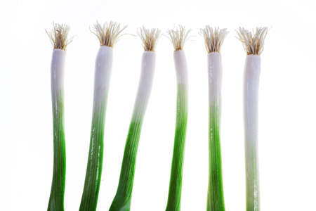 Green spring Onion on white backgroundの写真素材
