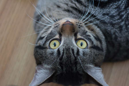 fat cat cute