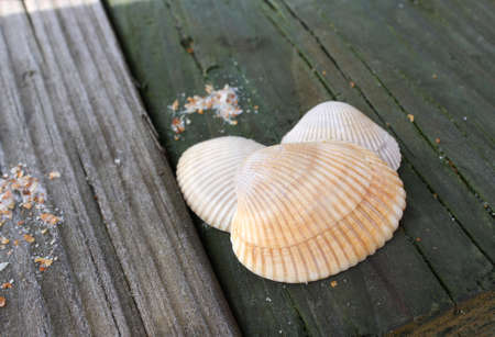 Seashells On Boardwalkの写真素材