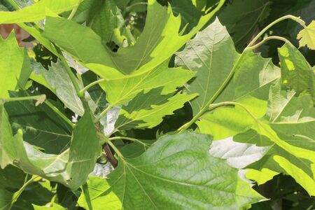 Plane tree leavesの写真素材