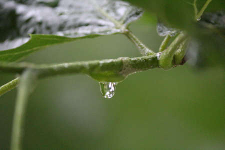 Plane leaves in wet backlight by rain. Raindrops, rain.の写真素材