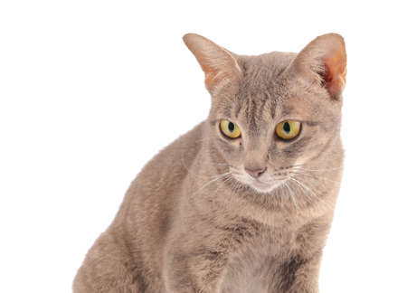 Beautiful cat isolated on white backgroundの写真素材