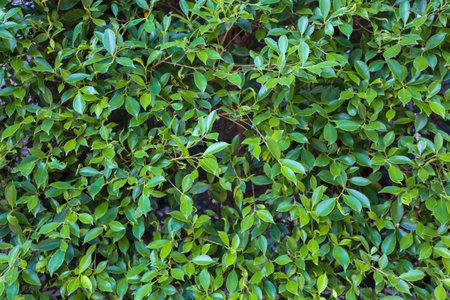 green leaf with shrub as backgroundの写真素材