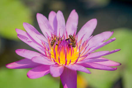 lotus flower