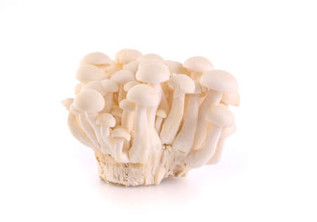 Mushroom isolated on white background.の写真素材