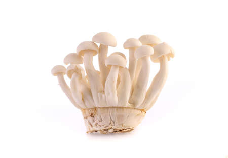 Mushroom isolated on white background.の写真素材