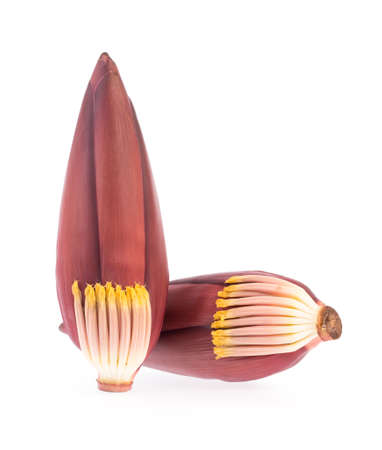Banana blossom isolated on white backgroundの写真素材