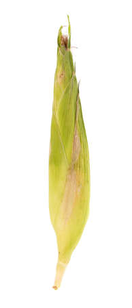 fresh corn isolated on a white backgroundの写真素材