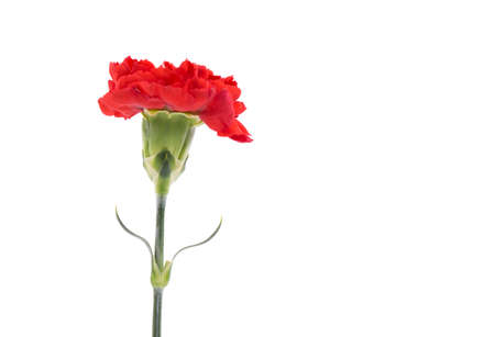 red chrysanthemum isolated on white backgroundの写真素材
