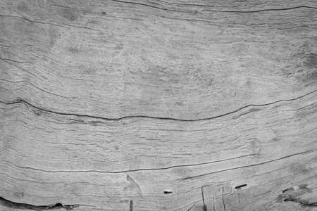 texture of bark wood use as natural background