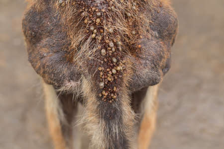 Closeup of adult tick on dog skinの写真素材