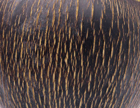 background of Palmyra palmの写真素材