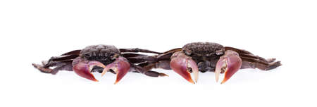 fresh crab isolated on white backgroundの写真素材