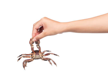 hand holding fresh crab isolated on white backgroundの写真素材
