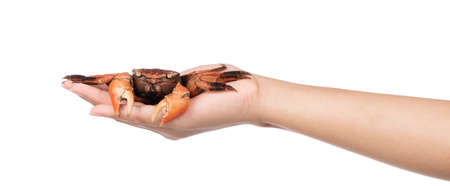 hand holding cooked whole crab isolated on white backgroundの写真素材