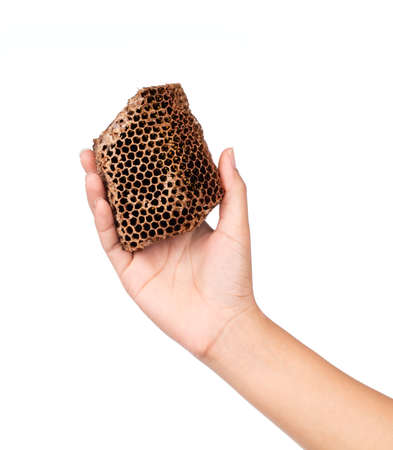 hand holding dried honeycomb, beehive isolated on white backgroundの写真素材