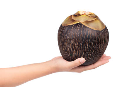 hand holding Palmyra Palm fruit isolated on white backgroundの写真素材