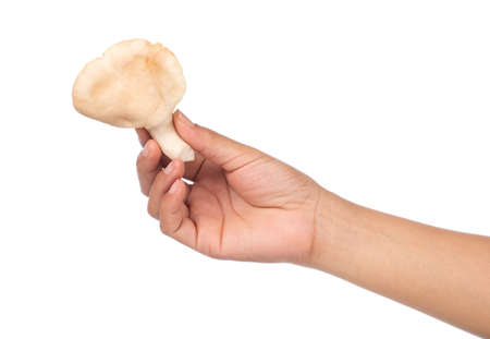 hand holding oyster mushroom isolated from the white background.の写真素材