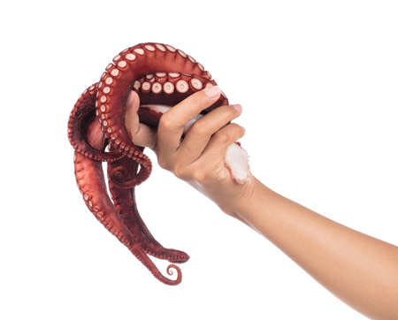 Hand holding fresh squid isolated on white background.の写真素材