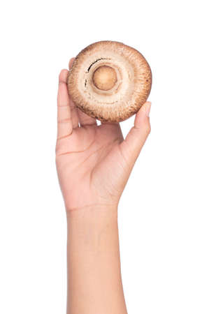 hand holding portobello mushrooms, isolated on white background.の写真素材