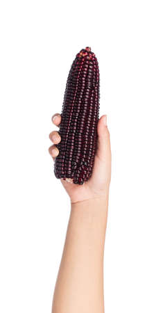hand holding purple corn isolated on a white backgroundの写真素材