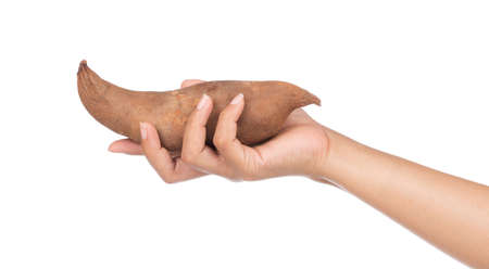 hand holding fresh yam potato isolated on white backgroundの写真素材